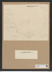 Triceratium schmidtii var. pustulatum (de-Toni-Nr.: Genus 139, Species 3705*) Zeichnungen Sammlung Grunow Nr. 7183 (NHMW-BOT-W0376164)